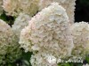 Hortenzija šluotelinė ,Living Sugar Rush' (lot. Hydrangea paniculata)